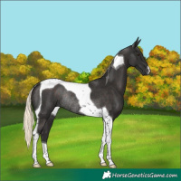 Horse Color:Liver Chestnut Mushroom Tobiano Rabicano 