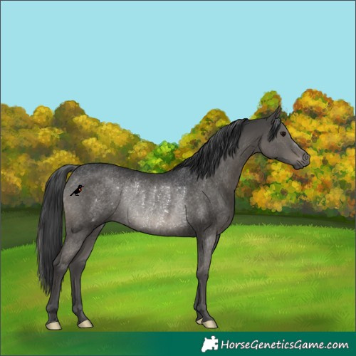 Horse Color:Grullo Rabicano 
