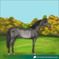 Horse Color:Grullo Rabicano 