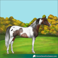 Horse Color:Brown Tobiano Rabicano