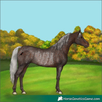 Horse Color:Silver Brown Rabicano 