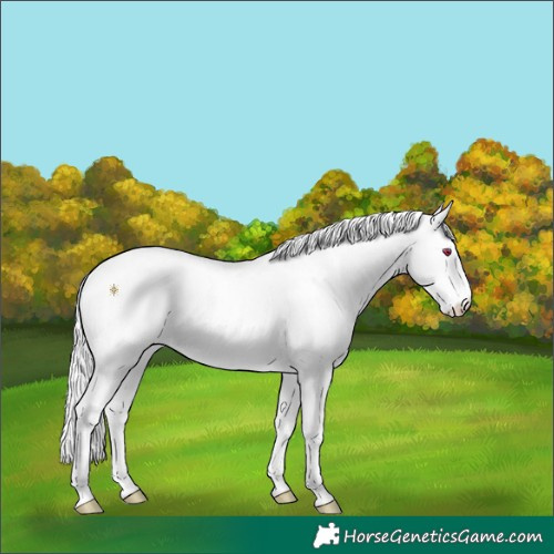 Horse Color:Chocolate Smoky Creme Chinchilla Roan Dun 