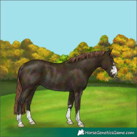 Horse Color:Midnight Chocolate Classic Cream Champagne Rabicano 