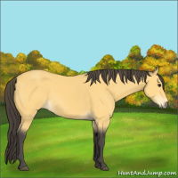 Horse Color:Buckskin 