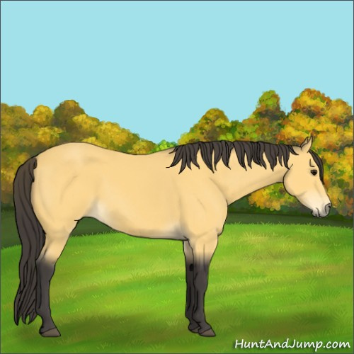 Horse Color:Buckskin 