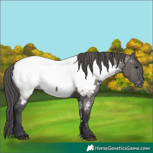 Horse Color:Grullo Appaloosa 