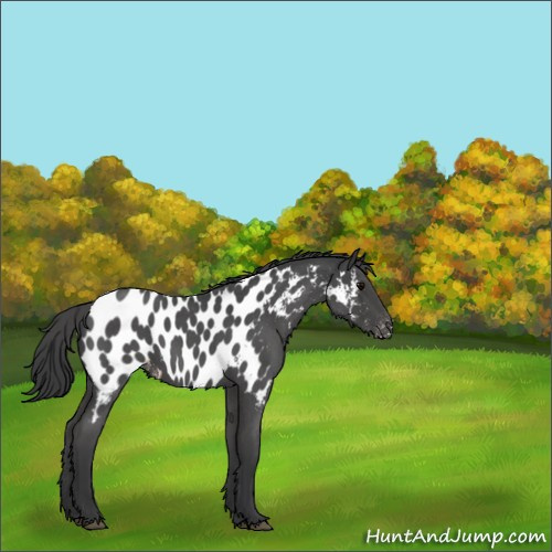 Horse Color:Blue Roan Appaloosa