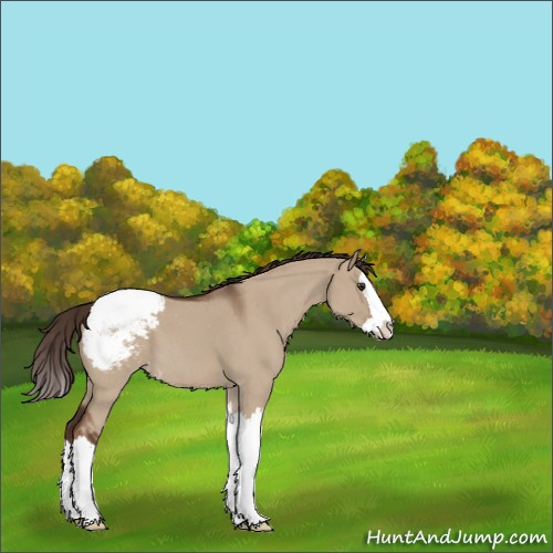 Horse Color:Liver Red Dun Roan Splash Appaloosa