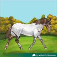 Horse Color:Liver Chestnut Tobiano Appaloosa Rabicano 