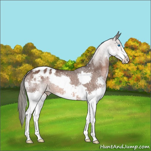 Horse Color:Liver Chestnut Mushroom Splash Blanket Rabicano 