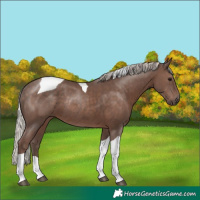 Horse Color:Silver Black Tobiano Rabicano 