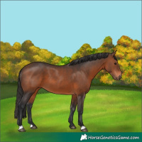 Horse Color:Brown 