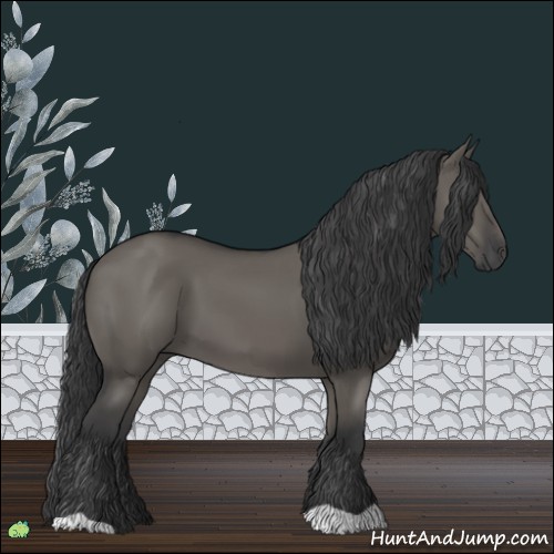 Horse Color:Grullo