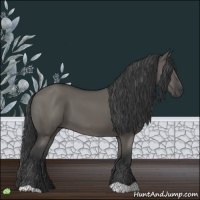 Horse Color:Grullo 