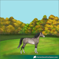 Horse Color:Brown Dun Rabicano Brindle 