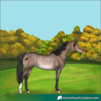Horse Color:Brown Dun Rabicano 