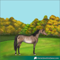 Horse Color:Brown Dun Rabicano 