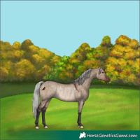 Horse Color:Silver Brown Dun Rabicano 