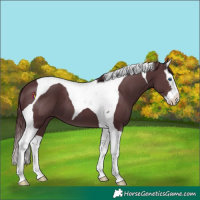 Horse Color:Chocolate Black Splash Tobiano 