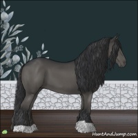 Horse Color:Grullo 