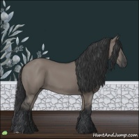 Horse Color:Grullo