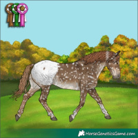 Horse Color:Gray Liver Red Dun Tobiano Appaloosa 