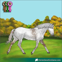 Horse Color:Gray Liver Red Dun Tobiano Appaloosa 