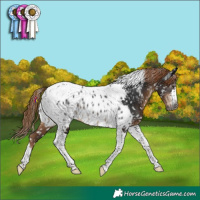 Horse Color:Gray Liver Chestnut Tobiano Near Leopard Rabicano 