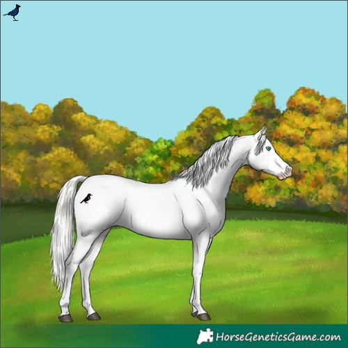 Horse Color:Silver Grullo Pearl Tobiano Varnish 