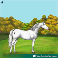 Horse Color:Silver Grullo Pearl Tobiano Appaloosa