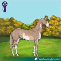 Horse Color:Red Dun Mushroom Sabino