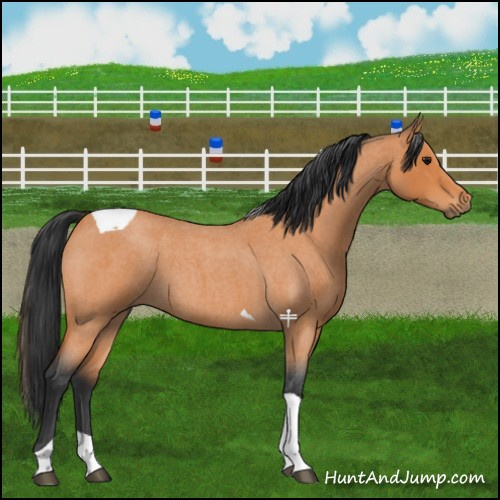 Horse Color:Bay Roan Tobiano 