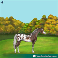 Horse Color:Silver Brown Appaloosa