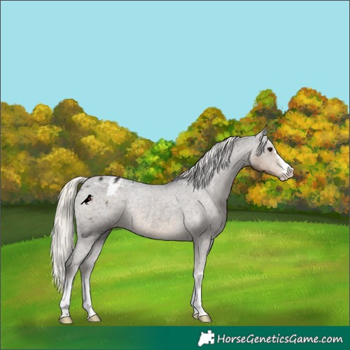 Horse Color:Silver Smoky Black Appaloosa Rabicano 