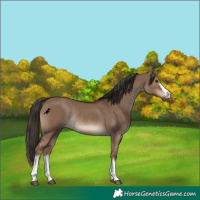 Horse Color:Liver Red Dun Rabicano 