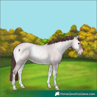 Horse Color:Platinum Chocolate Classic Champagne Roan Onyx 