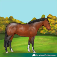 Horse Color:Brown 