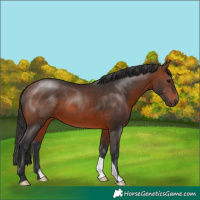 Horse Color:Brown 