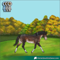 Horse Color:Brown Tobiano Appaloosa