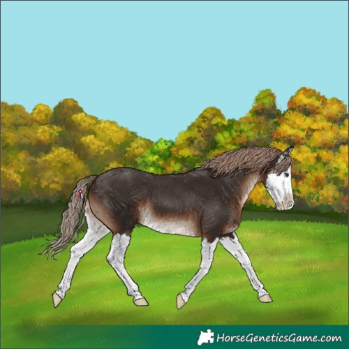 Horse Color:Liver Chestnut Splash
