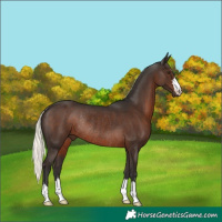 Horse Color:Liver Chestnut Mushroom Rabicano