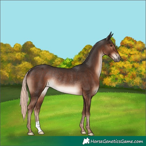 Horse Color:Liver Chestnut Mushroom Rabicano