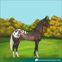 Horse Color:Liver Chestnut Mushroom Appaloosa Rabicano 