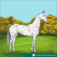 Horse Color:Liver Chestnut Mushroom Near Leopard Rabicano 