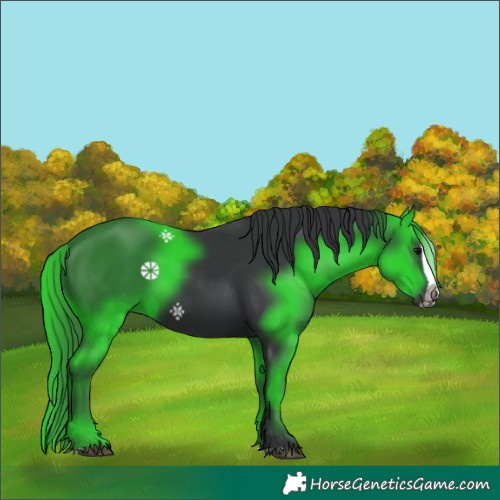 Horse Color:Black Splash 