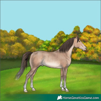 Horse Color:Amber Champagne Rabicano 