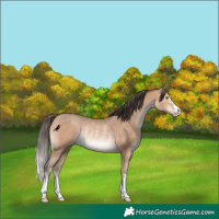 Horse Color:Amber Champagne Rabicano 