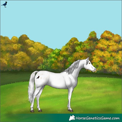 Horse Color:Silver Brown Roan Pearl Dun Appaloosa Rabicano 