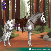 Horse Color:Silver Black Splash Appaloosa 