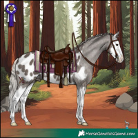 Horse Color:Silver Black Splash Appaloosa